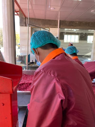 A person wearing a burgundy lab coat and blue hair net is standing next to an orange metal container. In the background, a second person wearing a blue hair net and light blue coat stands at a work station. The scene appears to be inside a processing or food production facility with windows visible in the background. There is a pile of small, red items on a conveyor belt near the first person.
