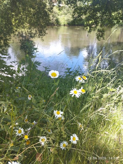 The image depicts a natural scene along the bank of a body of water, likely a river, given the context of Karlovy Vary, Czechia. The foreground is dominated by lush green grass and various wildflowers, most notably several white daisies with yellow centers. Some of the daisies are in full bloom, while others appear wilted or partially obscured by the surrounding vegetation. Tall blades of grass and other plants create a wild, overgrown texture in the lower right portion of the frame.

The middle ground features the tranquil water, reflecting the blue sky and the surrounding greenery. The water's surface is calm, with subtle ripples and reflections of trees. Beyond the water, the opposite bank is lined with dense foliage and trees, indicating a natural or park-like setting. The overall impression is one of a peaceful, sunny day in a scenic outdoor environment.

The time of day appears to be afternoon, suggested by the bright sunlight casting shadows and highlighting the textures of the plants. The weather seems fair and pleasant, contributing to the serene atmosphere.

Visible text in the bottom right corner reads "18.06.2026 14:09", indicating the date and time the photograph was taken. There are no people or explicit objects in the scene, making the focus purely on the natural landscape. The composition evokes a sense of calm and natural beauty.