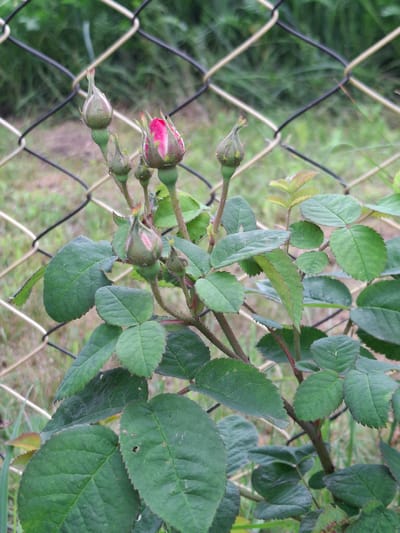 In the Дубровенскі сельскі Савет, Belarus, a close-up shot focuses on a rose bush with several unopened buds and some mature leaves. The rose buds, in various stages of development, are predominantly green with hints of pink peeking through on some. The leaves are a deep green, with serrated edges and visible veins. The plant is positioned in front of a chain-link fence, with blurred greenery and grass in the background, suggesting an outdoor setting, likely a garden or park. The lighting appears natural, possibly overcast or early morning/late afternoon. There are no people or animals visible in the frame, and no discernible actions or interactions are occurring. The overall impression is one of nature's quiet growth, framed by man-made fencing.