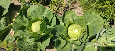 Two heads of cabbage are growing in the soil, surrounded by large green leaves. The cabbage heads are light green and appear to be mature. The soil is brown and dry, with some green vegetation growing in the background. The scene is outdoors, likely in a garden or farm. The location is Пацейкаўскі сельскі Савет, Belarus.