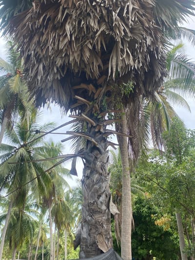 This image depicts a view of palm trees in Moo 1, Thailand, looking upwards. The foreground features a palm tree trunk covered in dried, brown fronds. Several palm trees with green leaves and thin trunks are visible in the background, framed by the first tree. The sky is partially visible through the trees. The photo appears to be taken from a low angle.