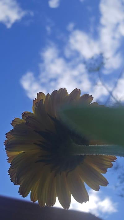 The image shows a close-up, low-angle shot of the underside of a yellow flower with visible petals against a bright blue sky with scattered white clouds. The flower is positioned centrally, with its stem angled upwards and to the right. A blurry green leaf or stem runs diagonally across the right side of the frame, obscuring part of the flower and sky. The lower edge of the frame features a dark, out-of-focus horizontal shape, possibly a roof or ground. The lighting suggests it is daytime, with the sun likely positioned behind the flower, creating a slight backlight. No people or specific landmarks of Ермолаево, Russia are visible.