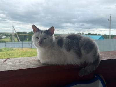 A calico cat with white, gray, and black markings is lying on a wooden railing. The cat is facing the camera with its eyes partially closed, giving it a sleepy or relaxed appearance. Its fur is fluffy, and its tail is curled around its body. The background shows a somewhat overcast sky with some clouds, suggesting it might be an afternoon or late morning. Beyond the railing, there is a grassy area with some trees and buildings in the distance. A fence is also visible, and a utility pole with wires is present on the right side of the image. The setting appears to be outdoors, possibly a porch or balcony of a rural house in Tuishevo, Russia. The overall mood is peaceful and serene. There is no visible text in the image.