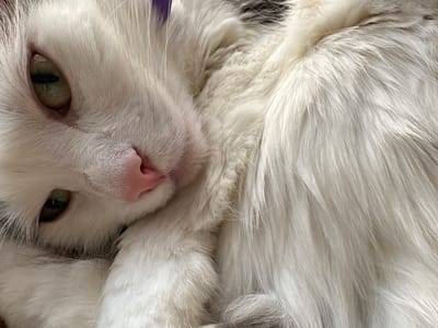 This is a close-up, high-angle shot of a white cat with green eyes, resting. The cat's head is positioned on the left side of the frame, with its face turned towards the right. Its fur is soft and fluffy, with some greyish tones mixed in, particularly around the edges of its face and ears. The cat's nose is a light pink, and its mouth is not clearly visible. Its eyes are partially closed, suggesting a state of relaxation or sleepiness. The background is a blur of the cat's own white fur, indicating it is curled up. There are no external environmental cues to suggest time of day, weather, or a specific indoor or outdoor location. The scene is peaceful and intimate, capturing a moment of repose for the animal. No text is visible in the image. The setting is identified as Vysokoye, Russia, but this context is not visually apparent from the image itself.