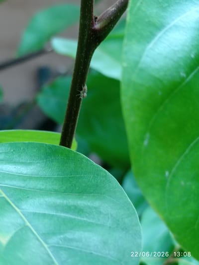 A small, light-colored spider with visible legs is clinging to a dark brown stem. The stem is positioned vertically on the right side of the frame. In the foreground, two large, vibrant green leaves dominate the lower half of the image, with one leaf extending from the bottom left corner and another to the right of the stem. The background is softly blurred, with patches of lighter and darker green, suggesting more foliage. The date and time "22/06/2026 13:08" are visible in white text in the bottom right corner. The location is Sukaraja, Indonesia.