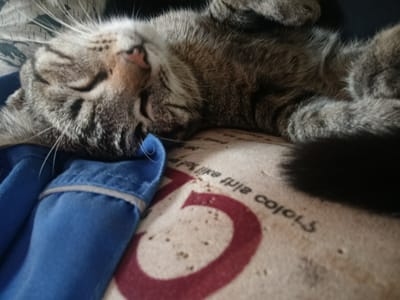An overhead, close-up shot shows a tabby cat sleeping on its back. The cat's eyes are closed, and its paws are curled up. A blue garment is visible to the left of the cat. The cat is lying on a beige surface with a red circular design and text that appears to read "coiors." The scene is likely an indoor domestic environment. No specific location in Buzov'yazy, Russia can be determined from the image.