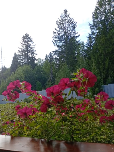 In Afanasyevo, Russia, this image captures a close-up view of blooming fuchsia petunias in the foreground, their vibrant petals filling the lower half of the frame. The flowers are supported by green stems and leaves, with some buds also visible. Behind the flowers, a light gray metal fence runs horizontally, separating the flowerbed from the background. Beyond the fence, a dense forest of green trees rises, with tall pine trees dominating the upper portion of the image, reaching towards a pale sky. The overall impression is a natural setting with a touch of cultivated beauty.