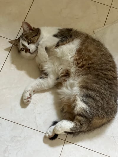 A domestic cat is lying on its side on a tiled floor. The cat has a mottled brown, white, and grey coat. It is looking towards the camera with a slightly alert expression. The floor tiles are a light beige color with darker grout lines. The background is out of focus, but appears to be an indoor setting. The scene is located in Borowa, Poland.