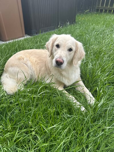 A light-colored dog with a pink nose is lying down in a patch of tall green grass. The dog is looking towards the camera with its head slightly tilted. Behind the dog, there are two large bins, one brown and one dark gray, and a wooden fence. The scene appears to be a backyard or garden. The location is not specified in the image, and therefore cannot be identified as Craigavon, United Kingdom.