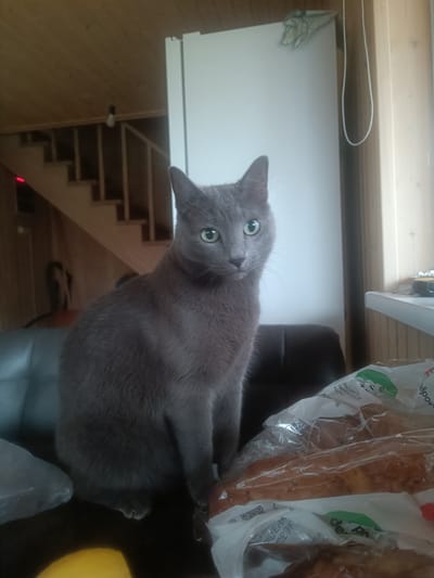 In Solovej-Kljuch, Russia, a medium-sized, short-haired gray cat sits on a dark-colored sofa in an indoor setting. The cat faces forward, with its paws tucked underneath its body and its tail extending out of frame to the right. The cat has green eyes and is looking directly at the camera. To the right of the cat, on a table, is a plastic-wrapped loaf of bread. In the background, to the left of the cat, a wooden staircase is visible. The room has wooden walls and a white refrigerator.