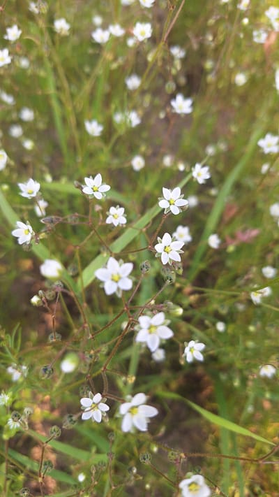 The image displays a close-up, vertical view of a patch of small, delicate white wildflowers with yellow centers, growing in a natural outdoor setting. The flowers are scattered across a background of green grass and vegetation, with some out-of-focus elements suggesting a broader landscape. The lighting appears natural, indicating it was taken outdoors during the daytime. There are no people or man-made structures visible in the frame. The scene is indicative of a natural habitat for such flora, possibly a meadow, field, or roadside verge. The specific location within the city of Nogliki, Russia, is not determinable from the visual information alone.