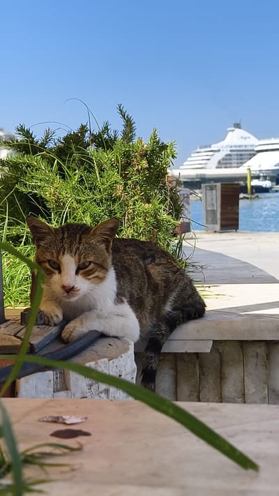 This media file shows a tabby and white cat resting outdoors on a stone ledge. The cat is facing the camera with its front paws extended, and its gaze is directed towards the viewer. Behind the cat, there is lush green foliage and a bright blue sky. In the background, a large white cruise ship is docked in a harbor, with smaller boats visible in the water. The scene appears to be set on a sunny day, likely in the morning or afternoon, given the clear sky and bright lighting. The location appears to be a coastal area, with the harbor and ship suggesting a port town. The overall mood is peaceful and serene, with the cat appearing relaxed in its surroundings. There is no visible text in the image.