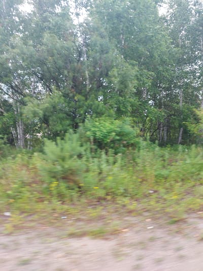 The image depicts a blurred outdoor scene of trees and vegetation, likely taken from a moving vehicle. In the background, a dense forest of deciduous trees, including birch with their distinctive white bark, is visible. The foreground is a mix of green foliage and brown earth, with some smaller shrubs and plants. The overall impression is one of a natural landscape, possibly a roadside or a clearing within a wooded area. There are no people or specific landmarks that would indicate a precise location within Novyi Byt, Russia. The motion blur suggests the photograph was captured while the camera was in transit, making it difficult to identify specific details of the environment or any potential subjects.
