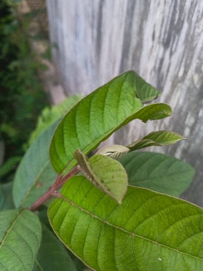 A close-up, high-angle view depicts a section of a plant with multiple green leaves and a reddish-brown stem. The focal point is a cluster of leaves, primarily medium green with visible venation, some exhibiting lighter green new growth at the apex of the stem. A larger leaf near the upper center has a slightly irregular edge. The background on the left is a blurred mass of dark green foliage, while the background on the right and top is a highly out-of-focus, light grey, vertically textured surface consistent with a weathered concrete or stucco wall. No individuals or man-made objects are present. The scene is located in the city of Kon Tum, Vietnam.