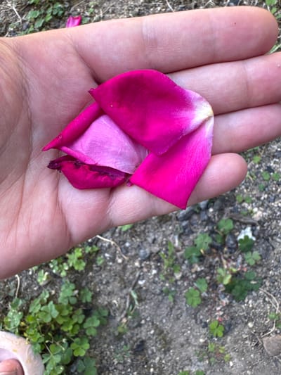 In the city of Belashtitsa, Bulgaria, a close-up shot shows a person's hand holding several pink rose petals. The petals are varied in shade from deep magenta to lighter pink, with a touch of white at the tips. The hand is open, with visible skin texture and lines. The background consists of dry, gritty soil with scattered small green plants, possibly clover. The lighting suggests an outdoor setting during the day.