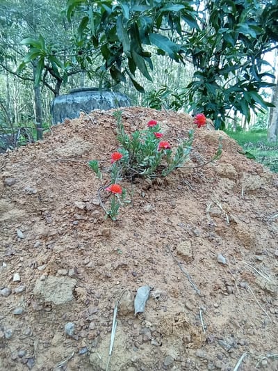 This image captures a rural outdoor scene in Ko Siboya, Thailand. The foreground is dominated by a substantial mound of reddish-brown, loose soil mixed with numerous small to medium-sized rocks and aggregate. Approximately two-thirds up the slope of this soil mound, a cluster of 5-7 vibrant red flowers, consistent with Portulaca (moss rose) or a similar succulent, grows directly from the earth. These flowers feature bright red petals and small, fleshy green leaves.
Behind the soil mound, a large, weathered, greyish-blue cylindrical jar or urn, possibly made of concrete or heavy ceramic, is partially visible. It shows signs of discoloration and patination from environmental exposure. Above and behind the jar, the dense, dark green foliage of a broadleaf tree, identifiable as a mango tree (Mangifera indica), fills the mid-background. Further in the background, a plantation of numerous slender, pale-barked trees, characteristic of rubber trees (Hevea brasiliensis), creates a lighter green, uniform backdrop. The scene is illuminated by ambient natural daylight. No human figures or animals are present.