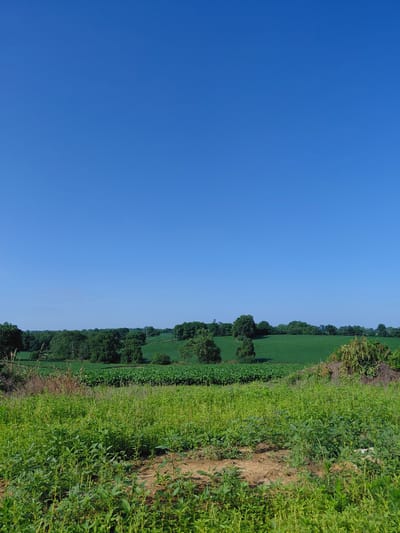 This is a vertical, eye-level, full-shot photograph of a rural landscape under a clear blue sky. The foreground is dominated by a field of tall, green grass and weeds with patches of dry, exposed earth. In the middle ground, rows of cultivated crops, likely soybeans, are visible, bordered by more greenery. The background features a rolling green hill dotted with trees and some utility poles. The scene appears to be set in a rural area, with no indications of a city.