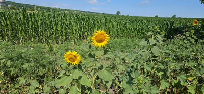 The image depicts a rural landscape in Romănești, Moldova, on a sunny day. In the foreground, two large sunflowers with bright yellow petals and brown centers are in bloom. They stand tall amidst a dense field of green vegetation. Behind the sunflowers, a vast expanse of corn stalks stretches across the frame, reaching towards the horizon. The cornfield is lush and green, indicating a healthy crop. The sky above is a clear blue with a few scattered white clouds. In the distance, rolling hills are visible, dotted with trees. The overall impression is one of agricultural abundance and natural beauty under a summer sky.
