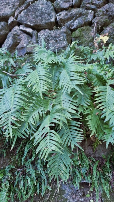 A close-up, eye-level shot captures a lush growth of ferns against a rough, stone wall in Sant Joan les Fonts, Spain. The ferns, varying in size and leaf texture, dominate the foreground, with larger, broader fronds arching over smaller, delicate ones. The stone wall, composed of irregularly shaped, gray rocks, forms the backdrop, some sections of which are covered with patches of moss. The lighting is natural and diffused, suggesting an overcast day or a shaded area. The overall impression is one of natural, untamed greenery thriving in a rocky environment.