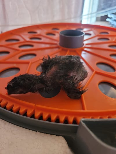 A dead chick, likely a newly hatched bird, lies on its side on an orange egg incubator tray. The chick is mostly covered in dark, wet downy feathers and appears to be very young. The incubator tray is circular with raised spokes radiating from the center and oval-shaped openings. A small, dark gray cylindrical object is positioned in the center of the tray. The background is blurred but suggests an indoor setting with a white wall and possibly a window. The scene is set on a light-colored surface. The location of La Galera, Spain, is not discernible from the image.