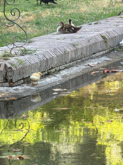 An adult duck and three ducklings are on the edge of a pond. The adult duck is sitting on a paved surface near the water, while the three ducklings are on the grass behind it. The pond is surrounded by a brick wall and has reflections of trees and buildings in the water. The scene appears to be in a park or garden setting. There are no people visible in the image.