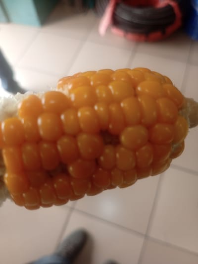 A close-up, slightly blurry, vertical shot captures a portion of a cob of bright orange corn, held in a person's hand. The corn kernels are plump and arranged in neat rows. The cob appears to have some white husks or silk remaining at the left end. The background consists of a tiled floor, with hints of furniture and possibly other objects to the left and top. The lighting is indoor and appears to be from overhead. There are also blurry figures of people and their clothing visible in the background, suggesting an indoor public space or home. It is not possible to ascertain the exact location within Sardauna, Nigeria.