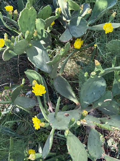 A sun-drenched, overhead shot reveals a dense cluster of prickly pear cactus pads, adorned with vibrant yellow blossoms and budding flowers. The cactus is situated amidst a bed of dry, green grass and delicate green foliage, suggesting an outdoor environment in Đenovići, Montenegro. The scene is devoid of any human presence or activity. The lighting indicates a bright, sunny day, casting subtle shadows across the cactus pads and ground cover.
