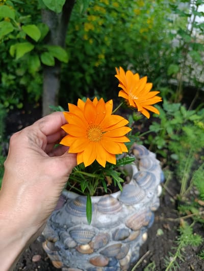 In Ostrogorka, Russia, a person's hand, showing visible texture and aging, gently holds an orange gazania flower with dew drops on its petals. The flower is in full bloom, with delicate, pointed petals arranged around a central yellow stamen. Behind it, another similar orange gazania blooms in a decorative pot. The pot is uniquely adorned with an assortment of seashells, varying in color from muted blues and grays to natural browns and tans, attached to its surface. The background is a lush garden scene, with green foliage and a blurry tree trunk. The overall lighting suggests an overcast day, contributing to the soft focus and muted tones of the environment.