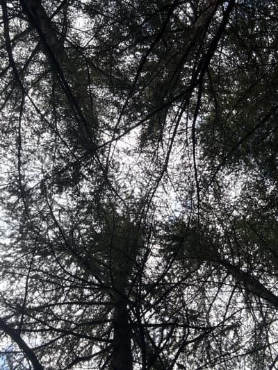 The image is a low-angle shot looking up through the dense branches and needles of evergreen trees. The branches are silhouetted against a bright, overcast sky, creating a dark, intricate pattern of crisscrossing lines. The foliage is thick, obscuring much of the sky, but patches of light penetrate through, giving a dappled effect. The overall impression is one of being enveloped by the forest canopy.

The scene is likely outdoors in a wooded area. The time of day appears to be daytime due to the brightness of the sky, though the overcast conditions suggest it could be morning or afternoon. There are no people or specific objects visible, only the natural elements of the trees and sky. The location is identified as Dilijan, Armenia, a region known for its forests. The image evokes a sense of being in nature, perhaps a feeling of calm or being in a secluded spot. There is no visible text in the image.