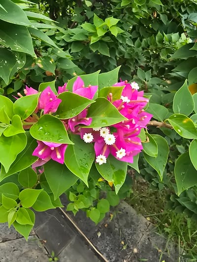 A close-up, eye-level shot captures a cluster of vibrant pink bougainvillea flowers with small white centers, nestled amongst lush green leaves. Water droplets glisten on the surfaces of the leaves and petals, indicating recent rain. The background is a dense tapestry of dark green foliage, providing a natural backdrop for the colorful blooms. The foreground shows a glimpse of a grey, textured surface, possibly paving stones or concrete, with sparse patches of green grass and a thin white line running across it. The overall scene is one of natural beauty, likely found in a garden or park within the Qiongshan District of China.