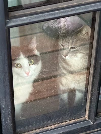 Two cats are visible through a dirty window pane. The larger cat, a grey tabby, is lying down, with its head resting on its paws. Its eyes are closed, and it appears to be asleep. The smaller cat, a white cat with grey markings on its head, is sitting up and looking directly at the camera. Its eyes are wide open and alert, and it seems to be curious. The window frame is dark and appears to be made of metal. The background is blurred, but it appears to be an indoor setting, possibly a room with wooden furniture. The lighting is dim, suggesting it may be evening or a cloudy day. The presence of dirt on the window pane implies the image was taken from outside, looking in. There are no visible signs or text in the image. The scene evokes a sense of peaceful domesticity, with the cats seemingly undisturbed by their surroundings.
