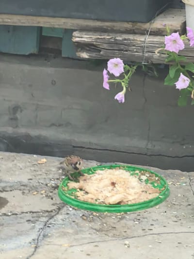 A small bird, likely a house sparrow, is perched on the edge of a round, green feeder filled with light-colored food. The feeder rests on a cracked concrete surface. In the background, a grey, textured wall is visible, with some pink petunias hanging from a wooden structure above it. The scene appears to be outdoors, possibly in a yard or patio area in Qarabulaq, Kazakhstan.