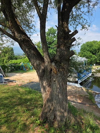 The image depicts a weathered tree in the foreground, its trunk gnarled and textured. Beyond the tree, a body of water reflects the blue sky and white clouds. On the water, a boat with a blue and white cover is moored. To the left of the water, a sandy area is visible with a swing set. In the background, lush green trees and vegetation dominate the landscape, with hints of distant hills and buildings. The scene appears to be a park or recreational area. No people are present in the image. The specific location in the city of German, Bulgaria, is not identifiable from the visual information alone.