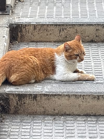 An orange and white tabby cat is lying down on a set of textured concrete stairs. The cat is facing to the right, with its head turned slightly towards the viewer. Its front paws are extended forward, and its body is curled slightly. The stairs appear to be outdoors, and there are some fallen leaves on the ground next to the stairs. The lighting suggests it is daytime. The scene is devoid of any human presence or activity. The location is the city of Coslada, Spain.