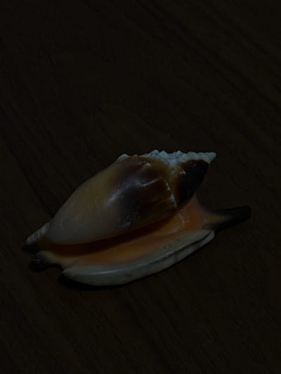 A conch shell rests on a dark wooden surface. The shell is elongated and has a pointed spire at one end, tapering to a wider opening at the other. The shell's exterior displays a gradient of colors, transitioning from a pale cream near the spire to shades of orange and brown towards the opening. Some areas of the shell exhibit a glossy sheen, reflecting the ambient light. The wooden surface appears to have a visible grain pattern, with dark brown tones. The overall lighting of the scene is dim, creating shadows that emphasize the texture and form of the shell and the wood. There are no people or any other objects visible in the image, nor any indication of the city of Raivka, Ukraine.