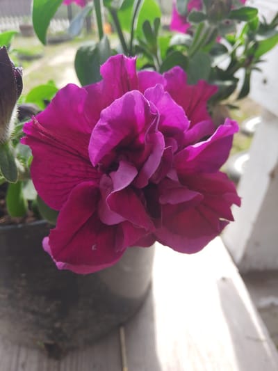 A close-up, eye-level shot showcases a vibrant magenta petunia flower with multiple layered petals. The flower is centrally located and in focus, its velvety texture and intricate folds are clearly visible. To the left, a dark, fuzzy bud of the same flower is partially visible. The flower is potted in a dark container, which is mostly obscured by the bloom and its foliage. Green leaves surround the flower, adding depth to the composition. The background is softly blurred, with hints of outdoor light filtering through, suggesting an outdoor setting. The scene appears to be a still life, with no people or animals present. The image does not contain any identifiable landmarks that would suggest its location in Pudozh, Russia.