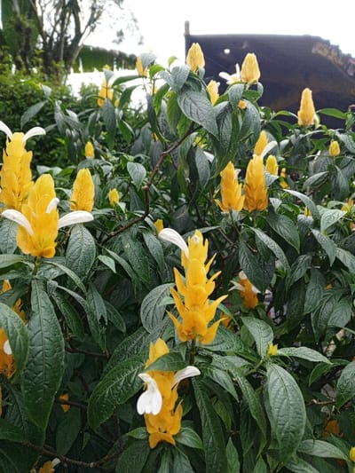 The image displays a dense botanical scene in Weintiapa, Liberia, dominated by a flowering shrub. Numerous bright yellow, conical inflorescences with prominent white petal-like bracts are visible across the frame. These inflorescences emerge from dark green, ovate leaves with visible venation. The plants form a thick, layered arrangement. In the background, out-of-focus green foliage and tree trunks are present on the left, while a dark, weathered roofline, possibly of a building, is discernible against a bright sky on the right. No people or animals are depicted.