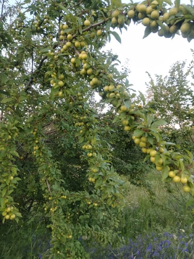 This media file depicts a cluster of trees heavily laden with small, green, plum-like fruits, likely cherry plums or a similar variety. The fruits hang in dense clusters from branches that are sagging under their weight. The leaves are a lush green, suggesting a time of year when the fruit is ripening, perhaps late summer or early autumn. The trees are set within a natural, outdoor environment, with tall grasses and wildflowers, including visible patches of purple flowers, growing at their base and in the background. The scene appears to be in a rural or semi-wild area. The lighting suggests it is daytime, with overcast skies or the sun low in the sky, as there are no harsh shadows. There is no visible text in the image. The overall impression is one of abundance and nature's bounty in a peaceful, uncultivated setting. The location context provided is Zherebkove, Ukraine.