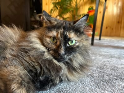 A fluffy tortoiseshell cat with green eyes is lying on a grey carpet. The cat's fur is a mix of brown, black, and orange. The background is out of focus and shows wooden walls and a plant. The image is a close-up shot of the cat's face and upper body. There are no people or specific landmarks visible to indicate the location in Pamyati 13 Bortsov, Russia.