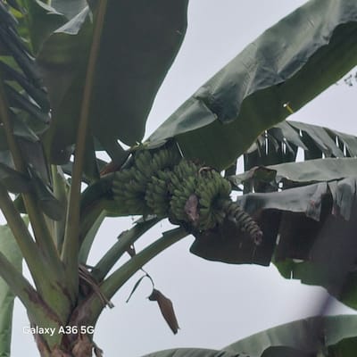 The image shows a cluster of unripe green bananas hanging from a banana tree. The bananas are still in hands, with the flower at the end of the stalk visible. Large, dark green banana leaves surround the developing fruit, with some leaves showing signs of damage or wear. The background is a bright, overcast sky, suggesting it is daytime, possibly with cloudy weather. The overall scene is lush and natural, indicative of a tropical environment.
The setting is a banana plantation or garden, likely in Samal, Philippines, given the provided location context. There are no people or animals visible in the frame. The activity taking place is simply the natural growth of the banana plant.
Notable details include the texture of the banana leaves, which appear somewhat leathery and ribbed. The bananas themselves are a vibrant green, indicating they are not yet ripe. The time of day is daytime, and the weather appears to be overcast, judging by the diffused light and the pale sky.
The image also contains text in the lower right corner: "Galaxy A36 5G". This is likely a watermark from the device used to capture the photograph. There are no other discernible markings or text within the scene itself.