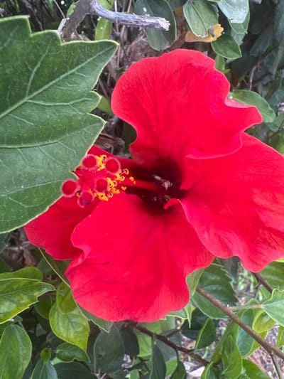 A close-up, eye-level shot focuses on a vibrant red hibiscus flower, its petals unfurled and slightly crinkled. The flower's stamen, tipped with yellow pollen and fuzzy red stigma, is prominently displayed in the center. Lush, green hibiscus leaves surround the bloom, some in sharp focus in the foreground, others blurred in the background. A dry, greyish twig or branch juts in from the left side of the frame, adding a rustic element. The lighting suggests it is daytime, with shadows indicating sunlight filtering through foliage. The overall scene evokes a tropical or warm climate, consistent with a garden setting in Or Akiva, Israel. There is no text visible in the image.