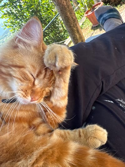 A close-up, overhead shot captures an orange tabby cat resting on a person's lap. The cat's eyes are closed, and one paw is raised to its face as if it's about to groom or is already in the process. The cat's fur is fluffy and orange with darker tabby stripes. The person is wearing black pants and a gray sock with a black band. In the background, out-of-focus green foliage and a terracotta pot are visible, suggesting an outdoor setting. The image is undated and lacks specific location details within Vesyoloye, Russia.