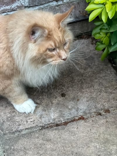 A fluffy orange and white long-haired cat with white paws sits on a grey concrete path in an outdoor environment. The cat is positioned in the lower-left quadrant of the image, facing towards the right and looking downwards. Behind the cat, a section of a weathered brick wall is visible in the upper-left corner. To the right of the cat, lush green foliage can be seen. The concrete path shows some texture and a visible crack running horizontally through the lower half of the frame, with a small amount of debris present in the crack. The scene appears to be a residential or garden area.