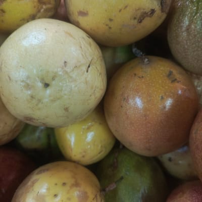 A close-up, overhead shot shows a pile of passion fruits. The fruits vary in color from pale yellow to orange-red and green. Some are round and smooth, while others have slight imperfections and blemishes. The lighting is natural, casting soft shadows that emphasize the textures of the fruits. The scene is set outdoors, likely in a market or fruit stand. No people or buildings are visible. The location is in Los Teques, Venezuela, a city known for its agricultural production and vibrant markets. The image captures a moment of everyday life, highlighting the natural beauty and abundance of local produce.