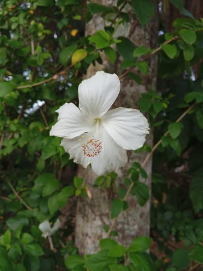 A close-up, vertical, outdoor shot features a single white hibiscus flower in the foreground. The flower is centered and in focus, with five delicate petals and a prominent stamen tipped with orange pollen. Behind the bloom, a rough-barked tree trunk runs vertically, partially obscured by lush green foliage that fills the background. The lighting suggests it is daytime. The image does not contain any people or specific city landmarks indicating Cotpuuk, Indonesia.