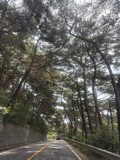 The image depicts a winding road in Jeongdang-ri, South Korea, bordered by a stone retaining wall on the left and a dense forest of tall pine trees on the right. Sunlight filters through the canopy, casting shadows on the asphalt road, which is marked with a bright yellow center line and a white lane divider. A small white truck is visible in the distance, traveling away from the camera. The overall scene conveys a sense of natural beauty and tranquility, with the towering trees creating a shaded, serene atmosphere.