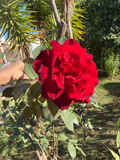 In a sunlit garden located in Seixal, Portugal, a large, deep red rose is in full bloom, its petals unfurling in a dense, layered arrangement. The rose is positioned centrally in the frame, with its vibrant color contrasting against the lush greenery of its surroundings.
To the left of the rose, a human hand, lightly colored and with visible knuckles, is gently supporting the stem and leaves of the rose plant, suggesting an act of careful observation or tending. The hand's shadow is cast across the leaves, indicating the bright sunlight.
The background features a dense array of foliage. To the left and behind the rose, the spiky, green leaves of a palm-like plant are prominent, with hints of a white-tiled roof structure visible beneath them, suggesting a residential setting. Further back and to the right, a wall of darker green, leafy bushes and trees creates a natural backdrop, with patches of sunlight filtering through, illuminating the grassy ground. The ground itself is covered in a mix of grass, fallen leaves, and sparse vegetation. The overall scene depicts a tranquil garden environment on a clear, sunny day.