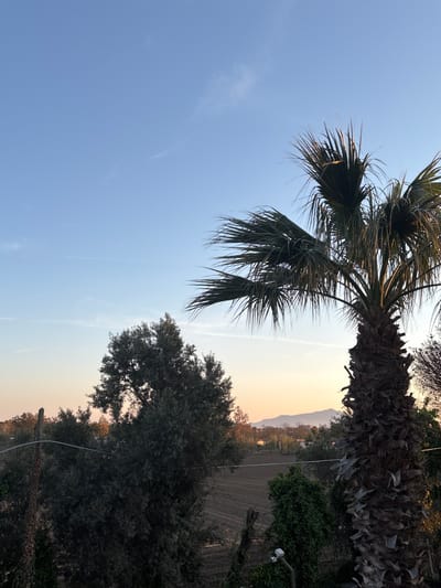 The image shows a landscape scene in Giugliano in Campania, Italy. A tall palm tree is positioned on the left side of the frame against a light blue sky. To the right of the palm tree is a field, partially visible, with distant mountains in the background. A large leafy tree is situated in the lower right corner of the image. The sky transitions from blue to a light orange hue, indicative of either sunrise or sunset. A few power lines are running through the trees.