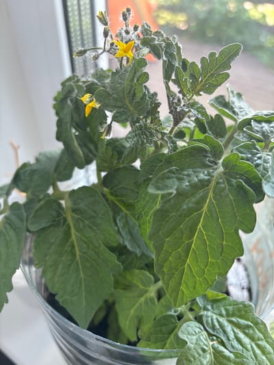 A close-up, eye-level shot shows a small tomato plant with green leaves and yellow flowers in a clear plastic container. The plant is positioned indoors, near a window, with a blurred background suggesting an outdoor environment. The lighting is natural, coming from the window. The image does not depict any specific location in the city of Шипово, Russia.