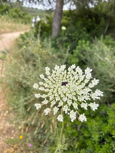 The image shows an aerial view of a Queen Anne's lace flower with a black center, growing in an area with mixed vegetation, including trees and other plants. The location is in the city of Nesher, Israel. A dirt path or trail is visible in the blurred background.